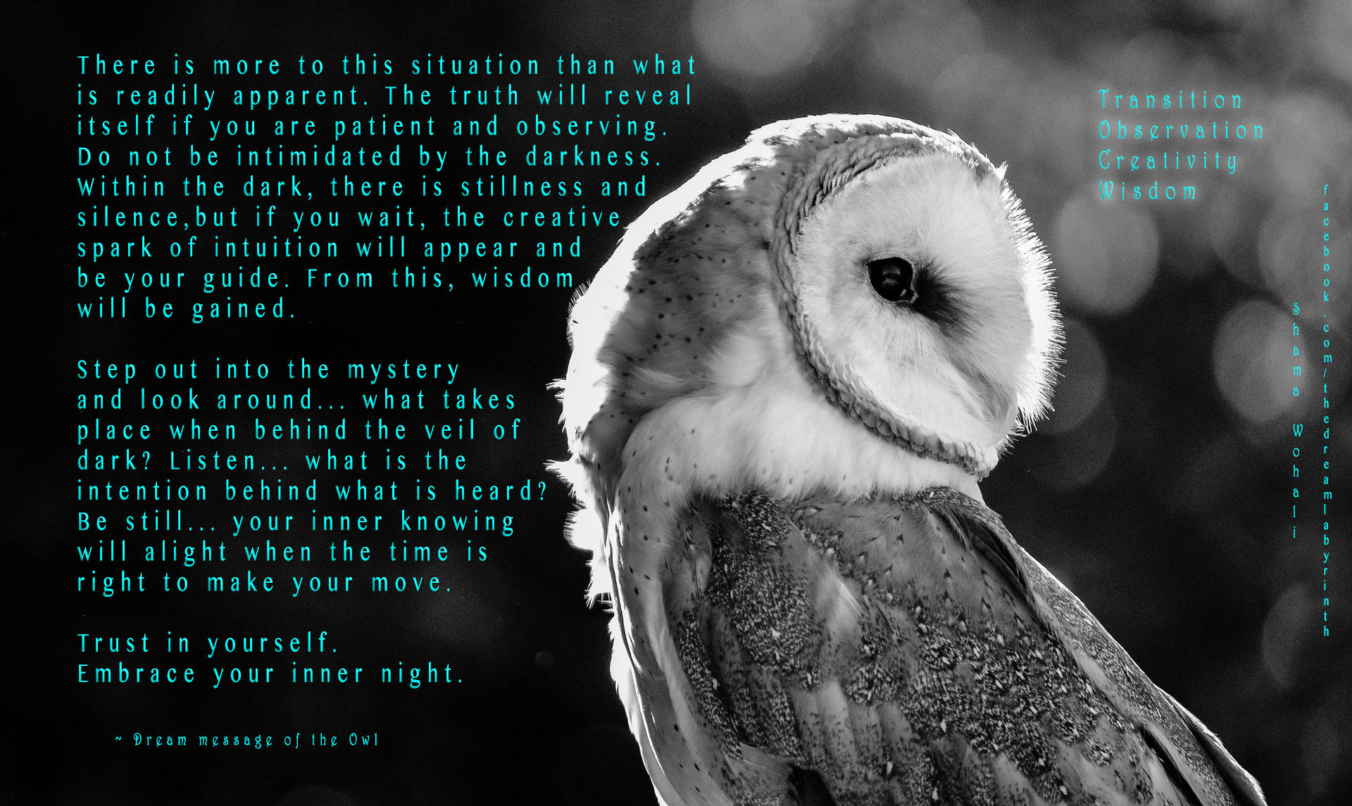 Dream Meaning of the Owl